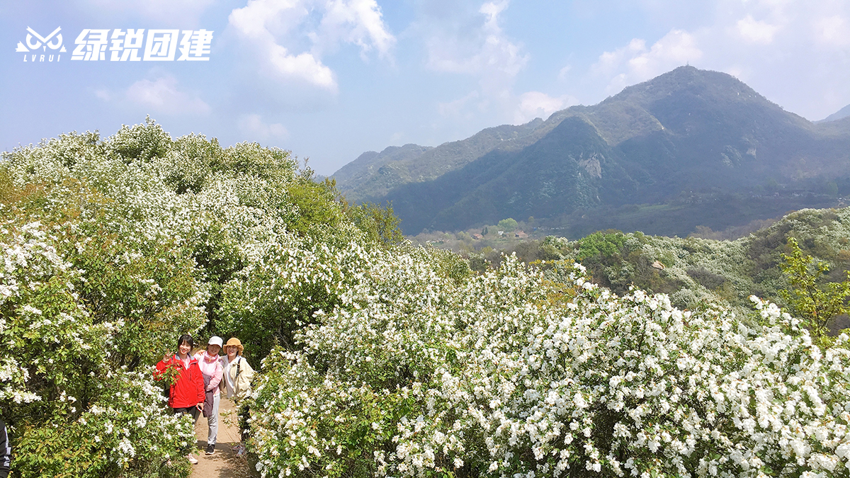 康宝莱--黄峪寺徒步赏白鹃梅